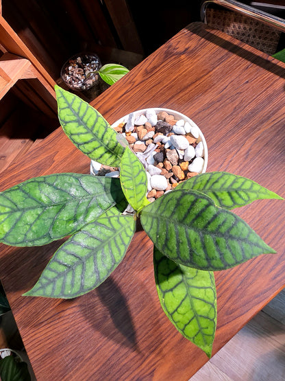 Hoya callistophylla 淡味西瓜皮球蘭