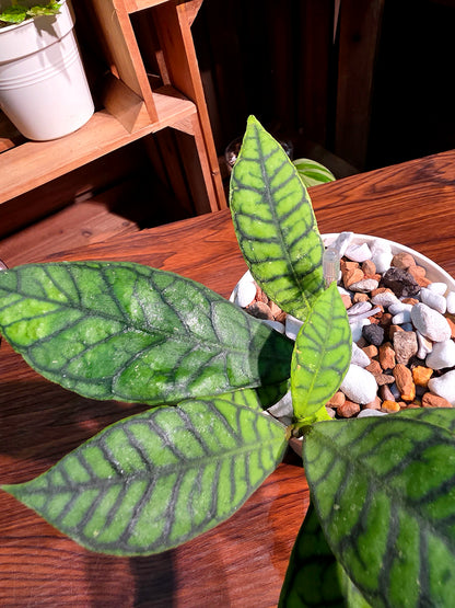 Hoya callistophylla 淡味西瓜皮球蘭