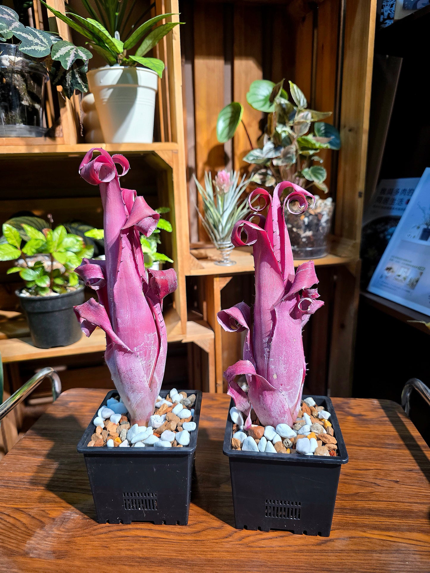 Aechmea bromeliifolia rubra 加農炮積水鳳梨