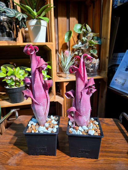 Aechmea bromeliifolia rubra 加農炮積水鳳梨