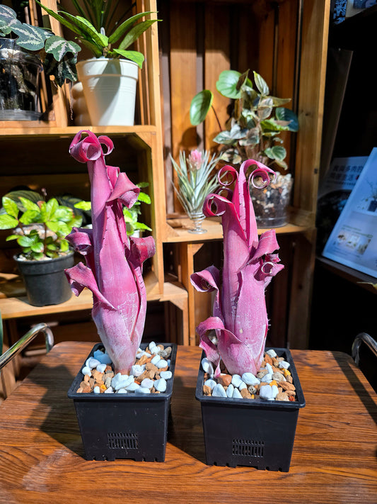 Aechmea bromeliifolia rubra 加農炮積水鳳梨