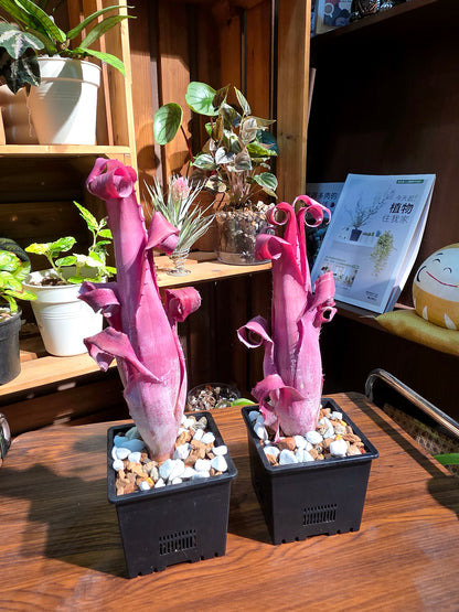 Aechmea bromeliifolia rubra 加農炮積水鳳梨