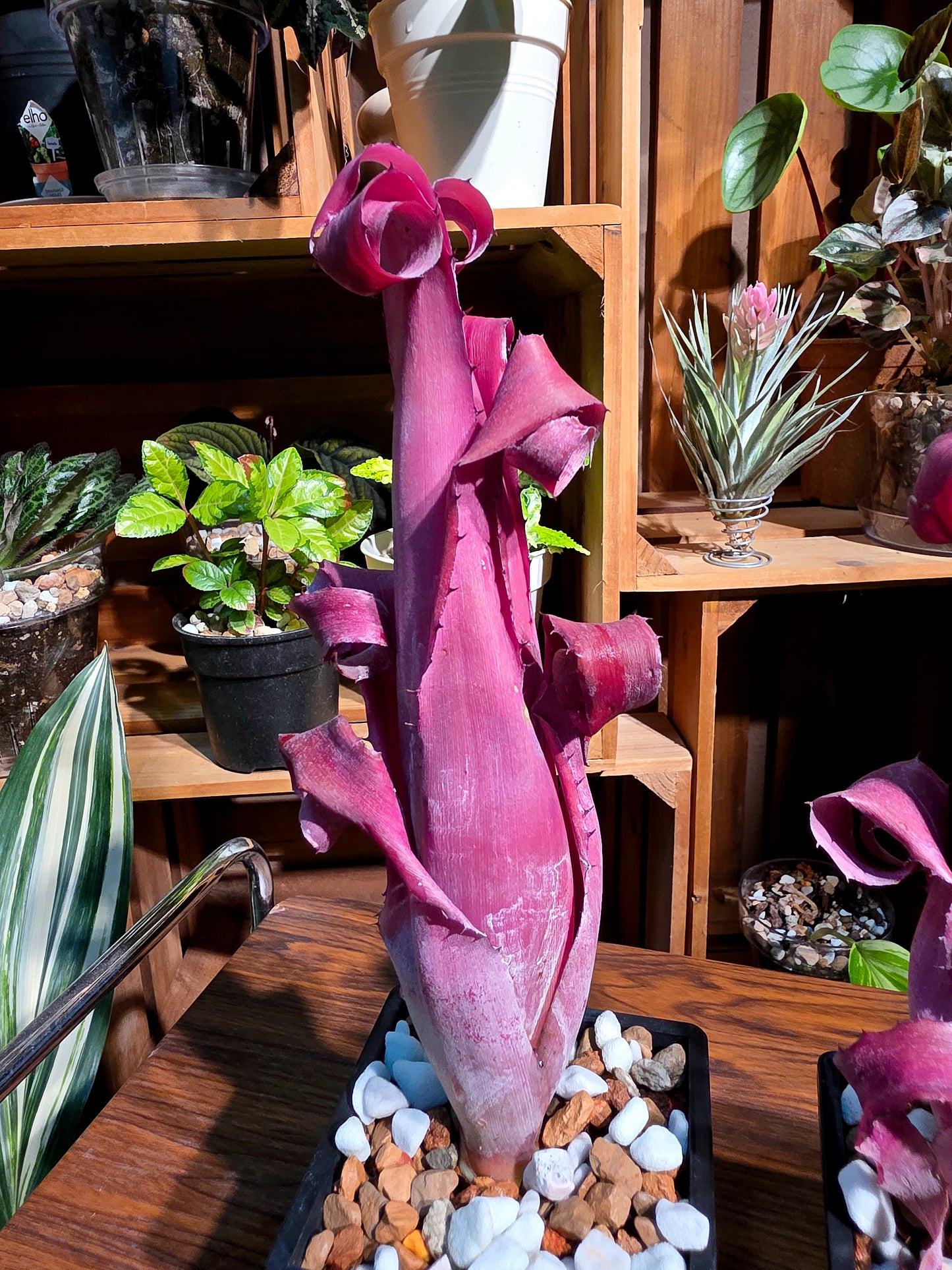 Aechmea bromeliifolia rubra 加農炮積水鳳梨