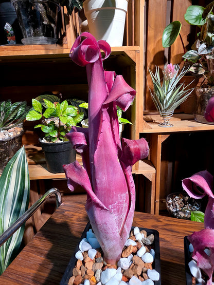 Aechmea bromeliifolia rubra 加農炮積水鳳梨