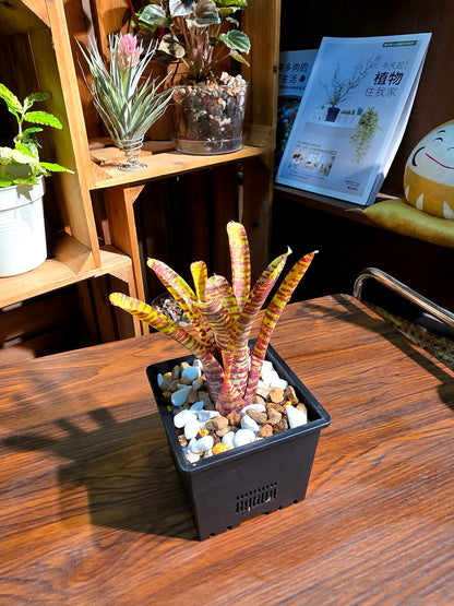 Neo Popoki 虎紋積水鳳梨