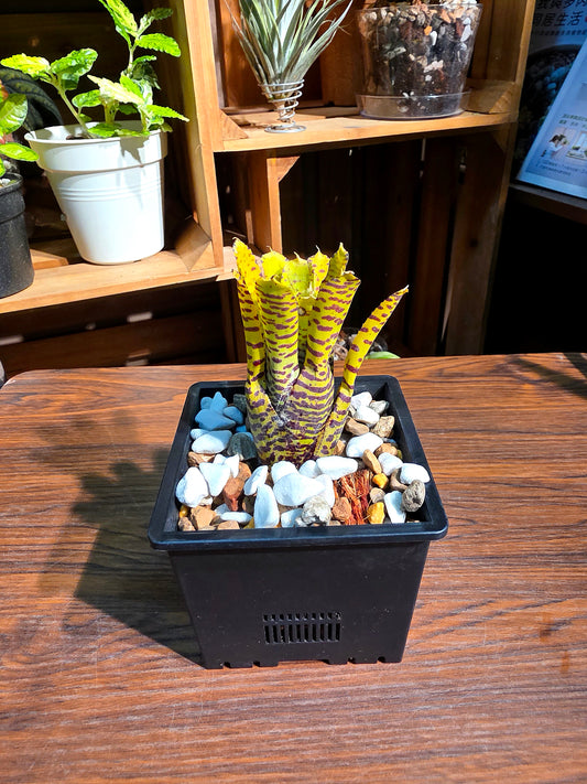 Neo mini yellow 迷你積水鳳梨