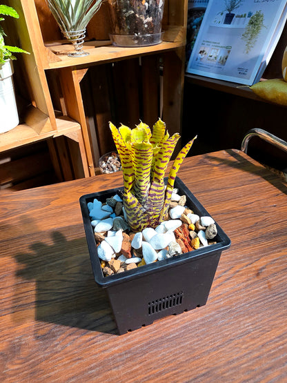 Neo mini yellow 迷你積水鳳梨