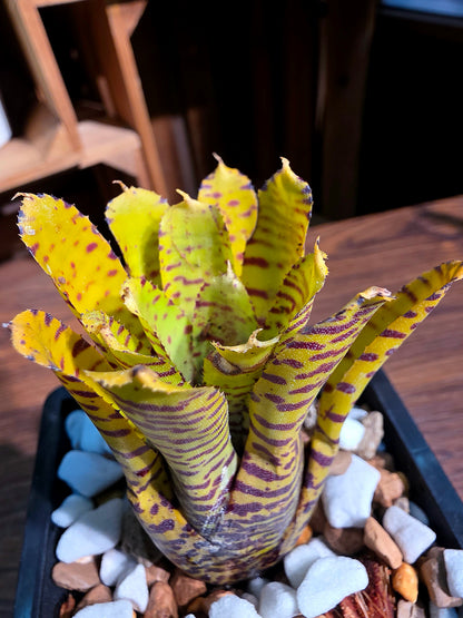 Neo mini yellow 迷你積水鳳梨