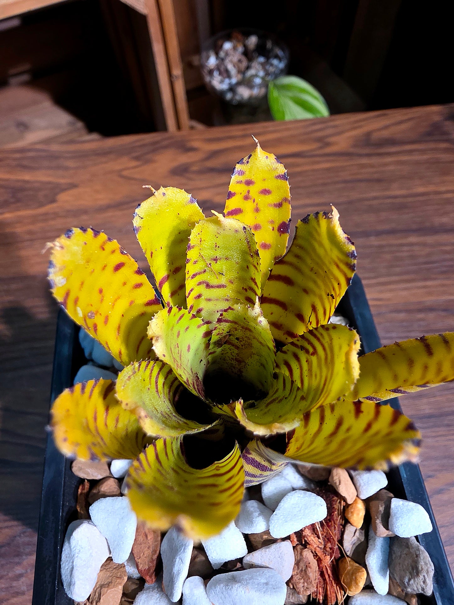 Neo mini yellow 迷你積水鳳梨