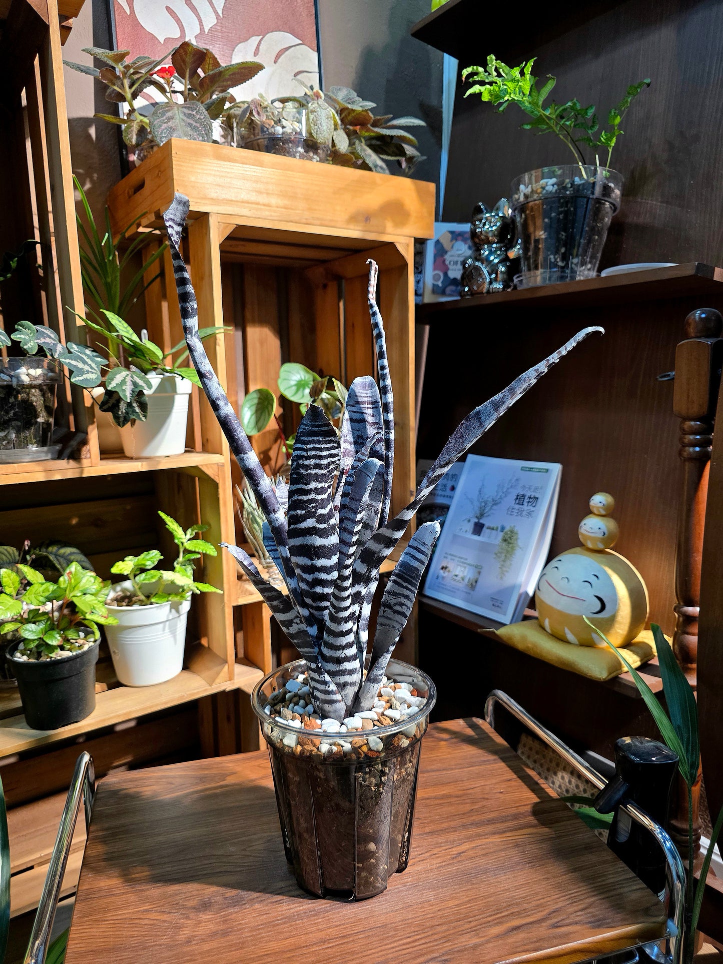Aechmea chantinii black ice 黑斑馬積水鳳梨