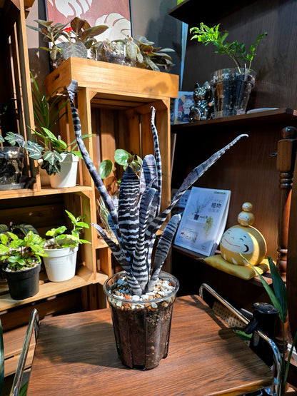 Aechmea chantinii black ice 黑斑馬積水鳳梨