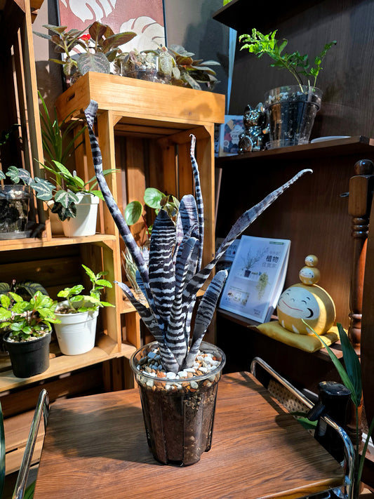 Aechmea chantinii black ice 黑斑馬積水鳳梨
