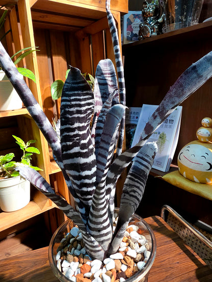 Aechmea chantinii black ice 黑斑馬積水鳳梨