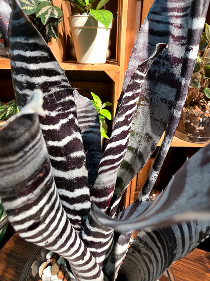 Aechmea chantinii black ice 黑斑馬積水鳳梨