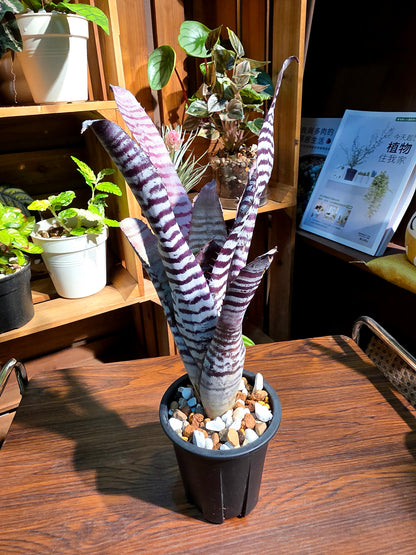 Aechmea chantinii black ice 黑斑馬積水鳳梨