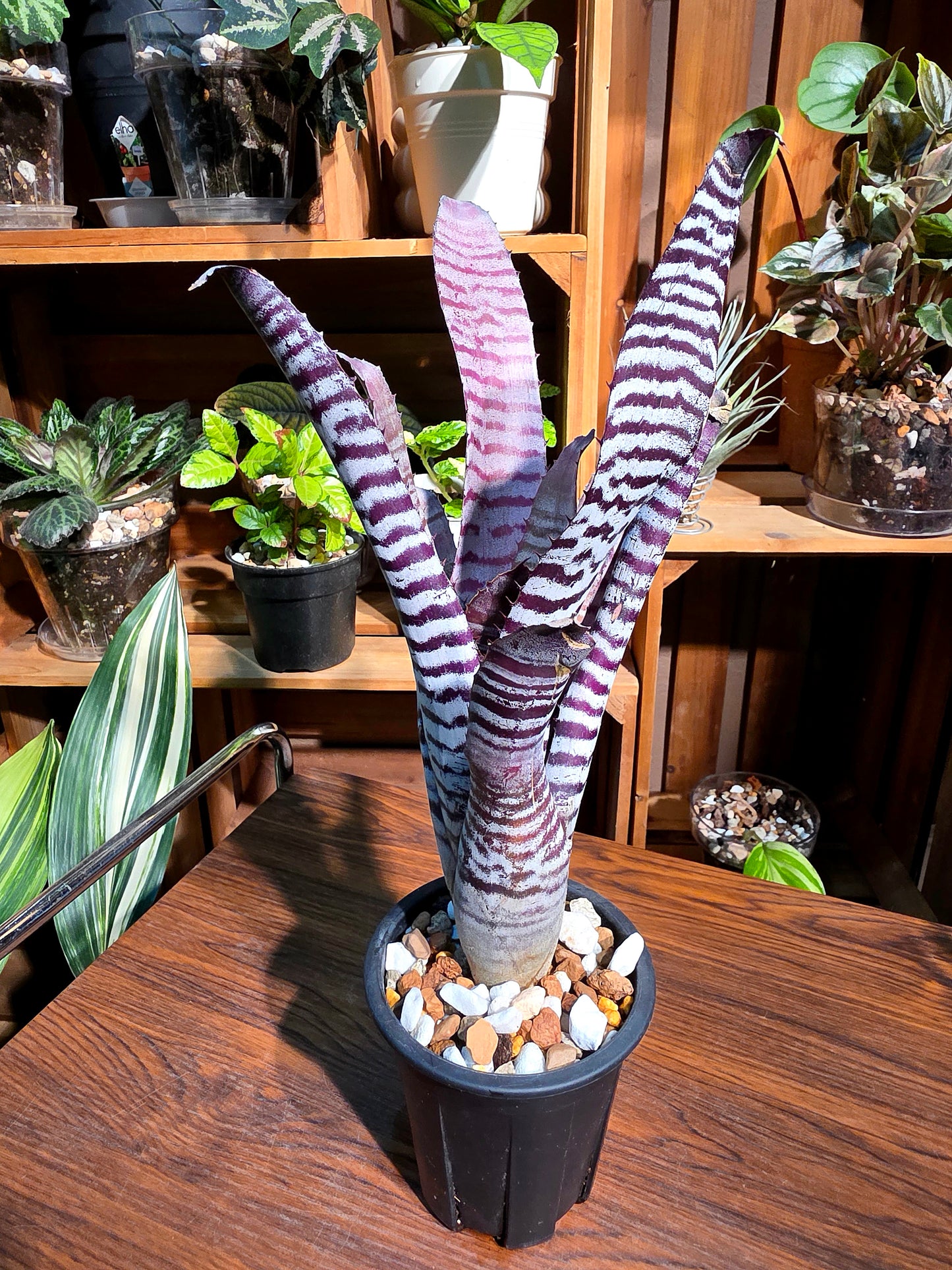 Aechmea chantinii black ice 黑斑馬積水鳳梨