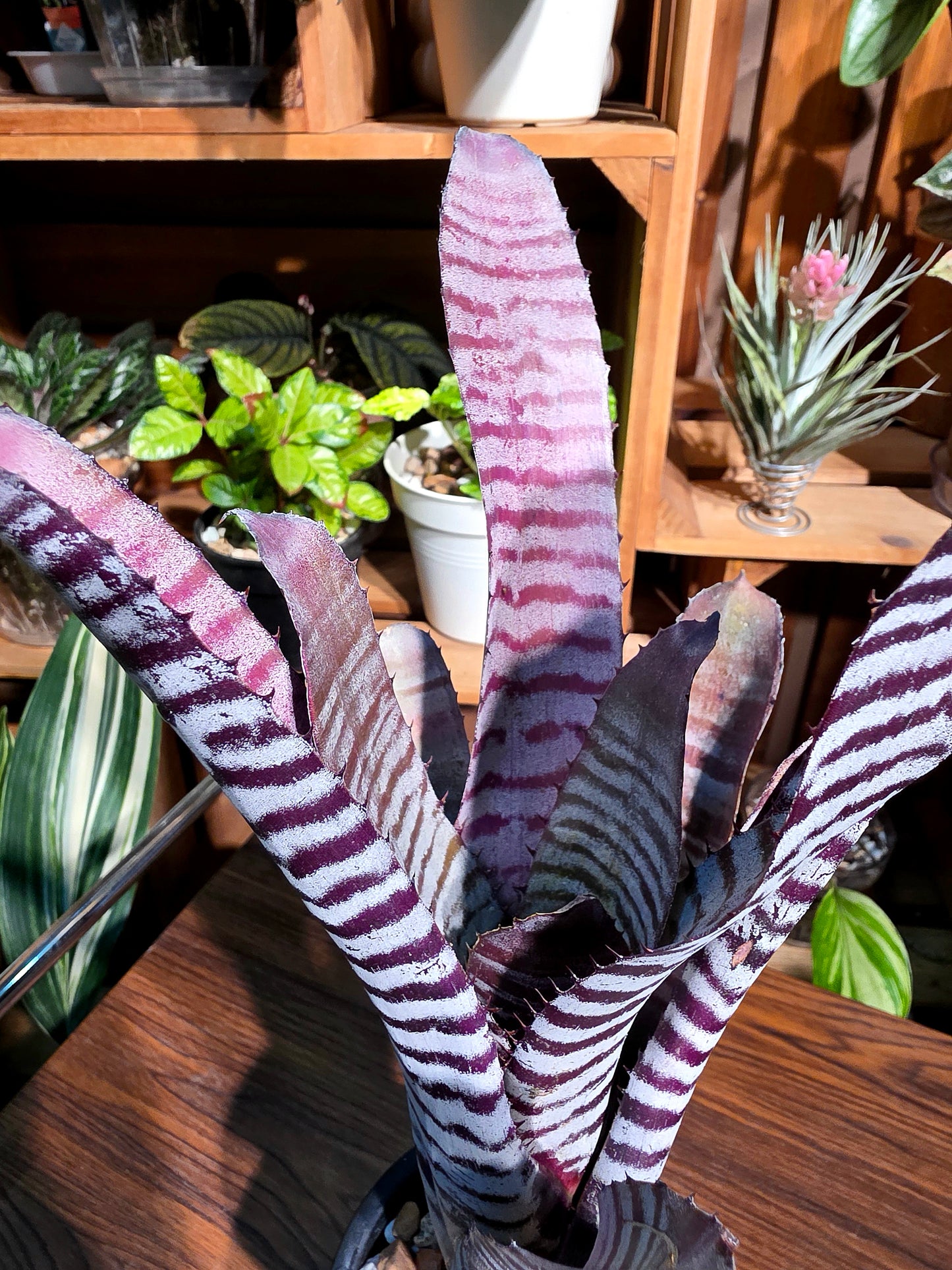 Aechmea chantinii black ice 黑斑馬積水鳳梨