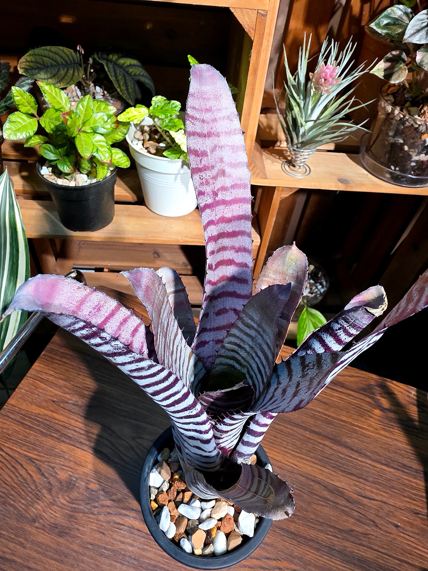 Aechmea chantinii black ice 黑斑馬積水鳳梨