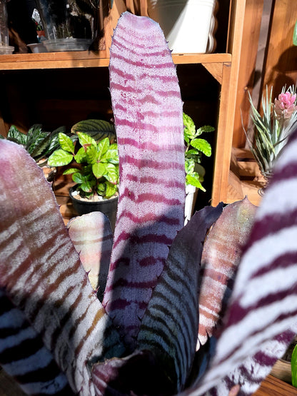 Aechmea chantinii black ice 黑斑馬積水鳳梨