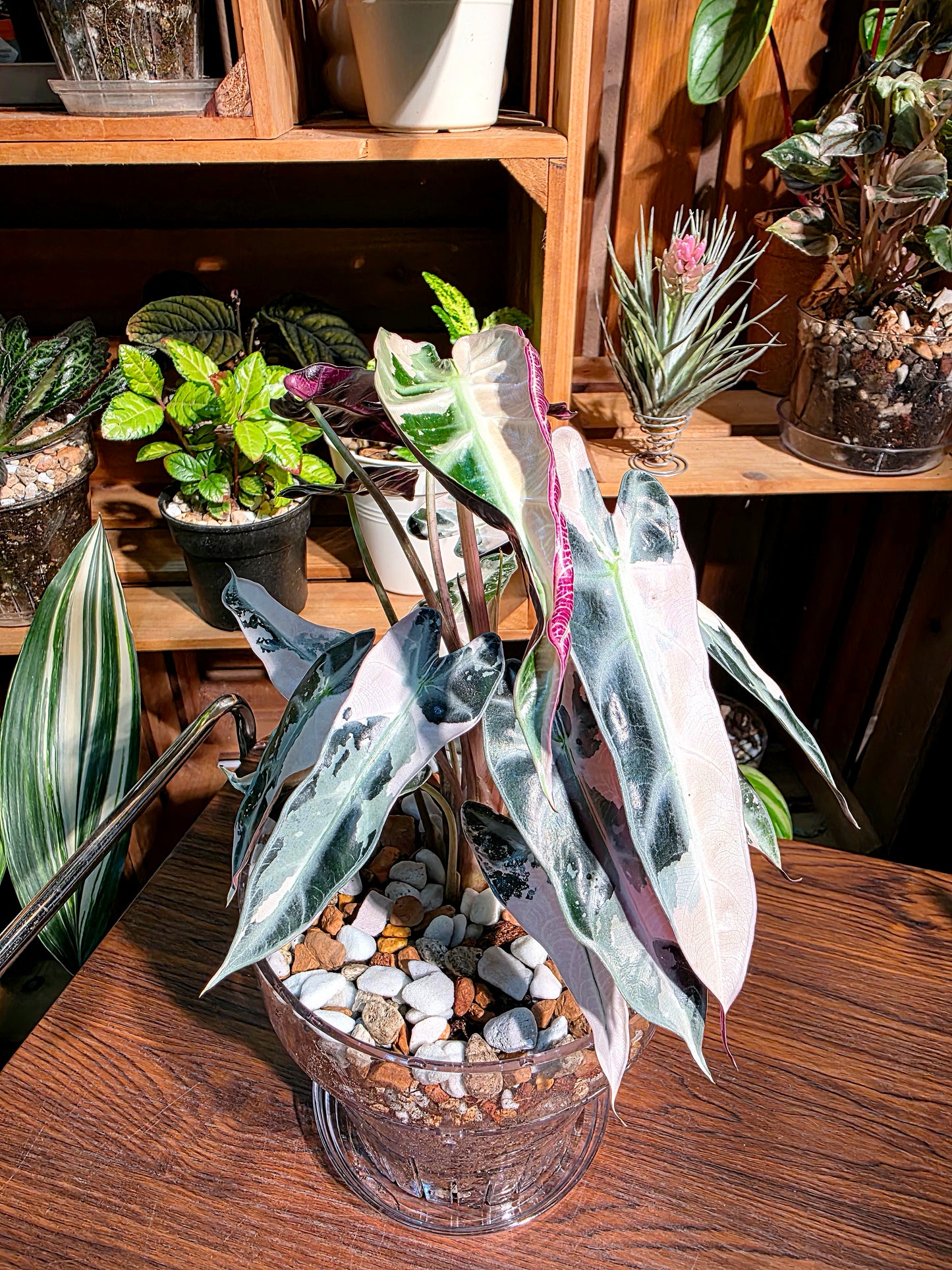 Alosasia bambino pink variegated 粉斑小仙女海芋