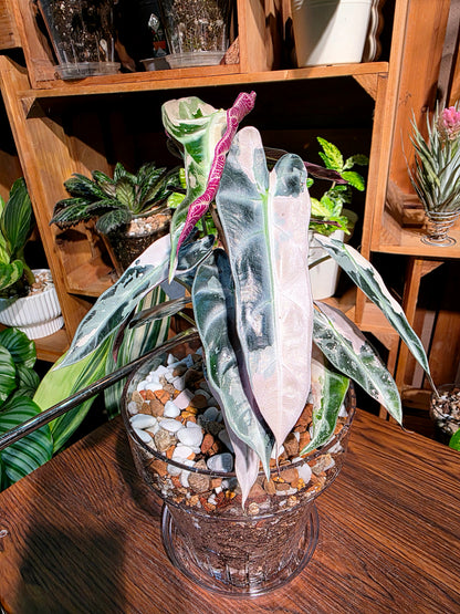 Alosasia bambino pink variegated 粉斑小仙女海芋