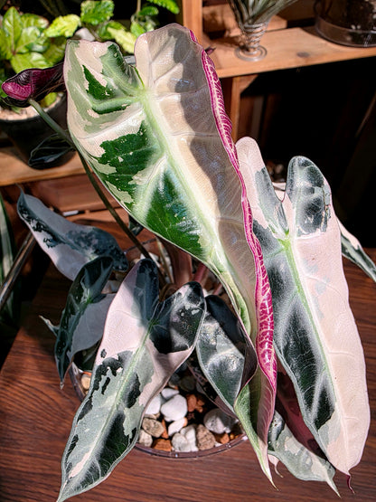 Alosasia bambino pink variegated 粉斑小仙女海芋