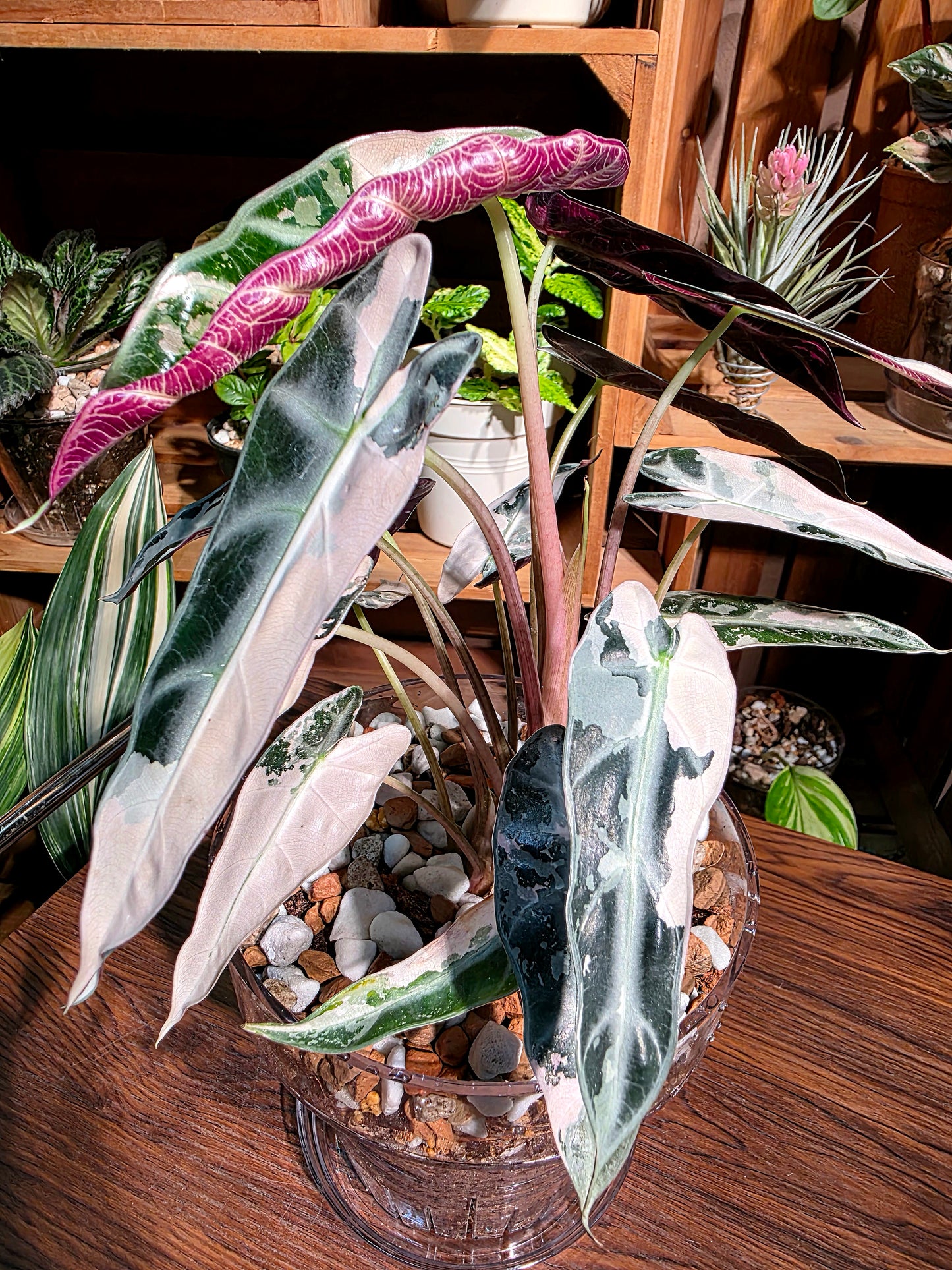 Alosasia bambino pink variegated 粉斑小仙女海芋