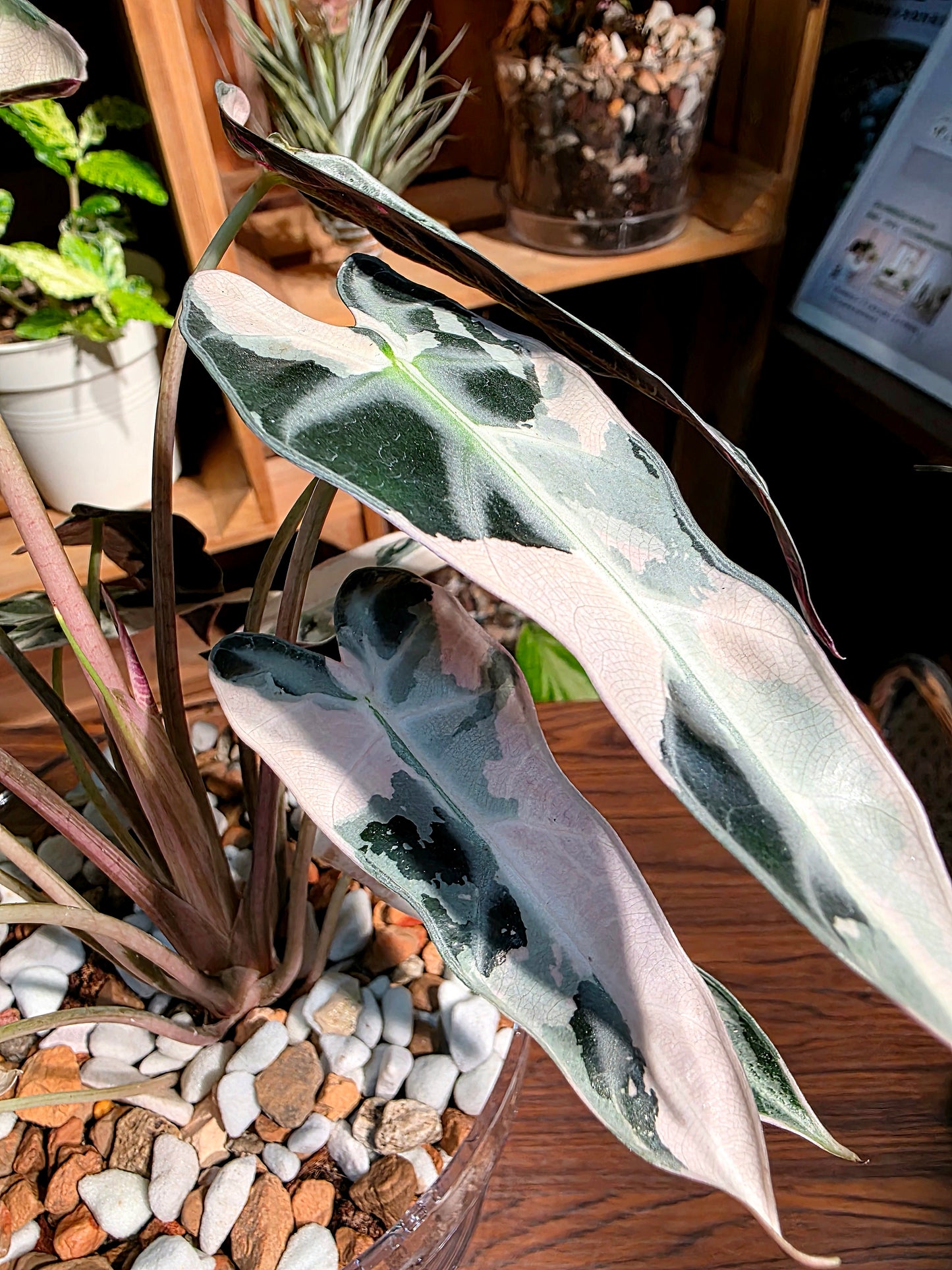 Alosasia bambino pink variegated 粉斑小仙女海芋
