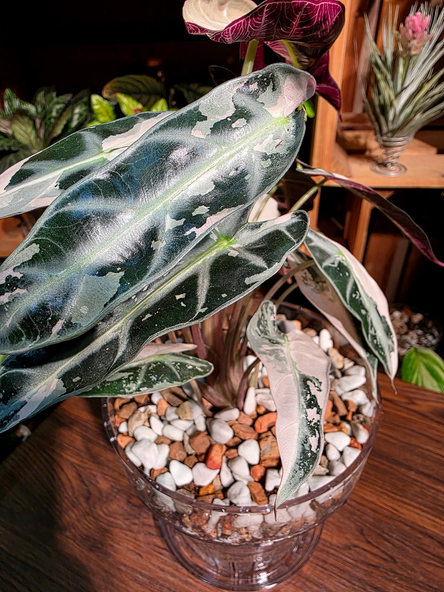 Alosasia bambino pink variegated 粉斑小仙女海芋