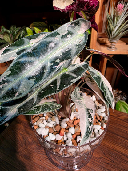 Alosasia bambino pink variegated 粉斑小仙女海芋