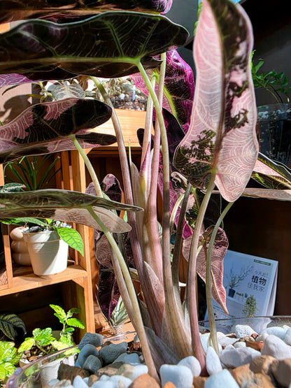 Alosasia bambino pink variegated 粉斑小仙女海芋