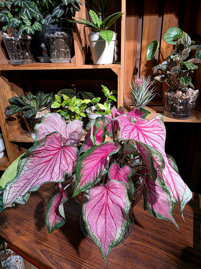 Caladium sweet heart 甜心彩葉芋