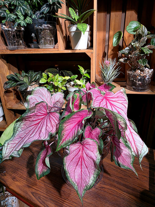 Caladium sweet heart 甜心彩葉芋
