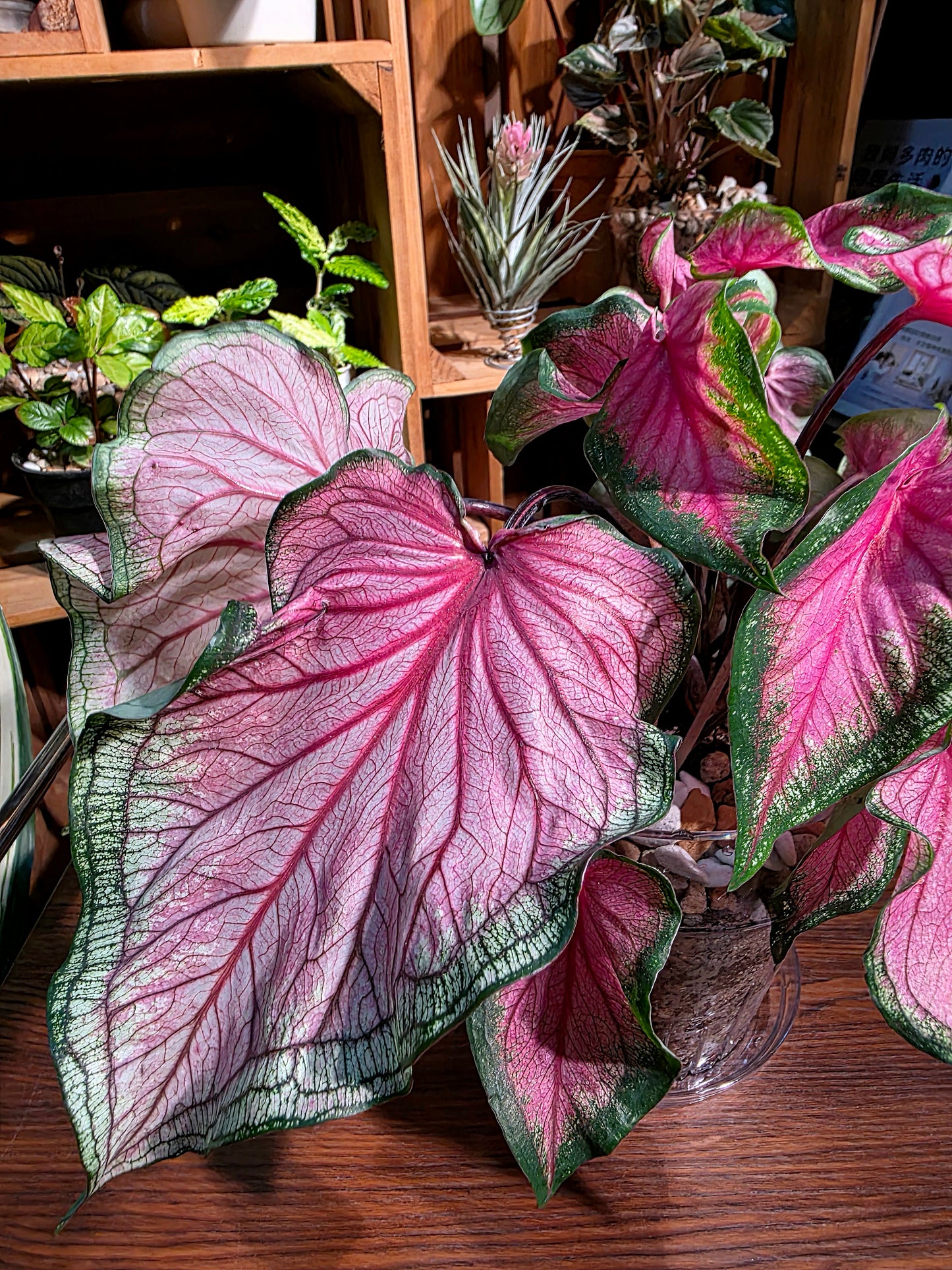 Caladium sweet heart 甜心彩葉芋