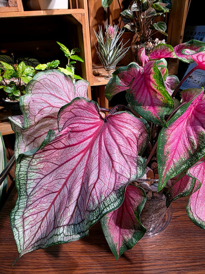Caladium sweet heart 甜心彩葉芋