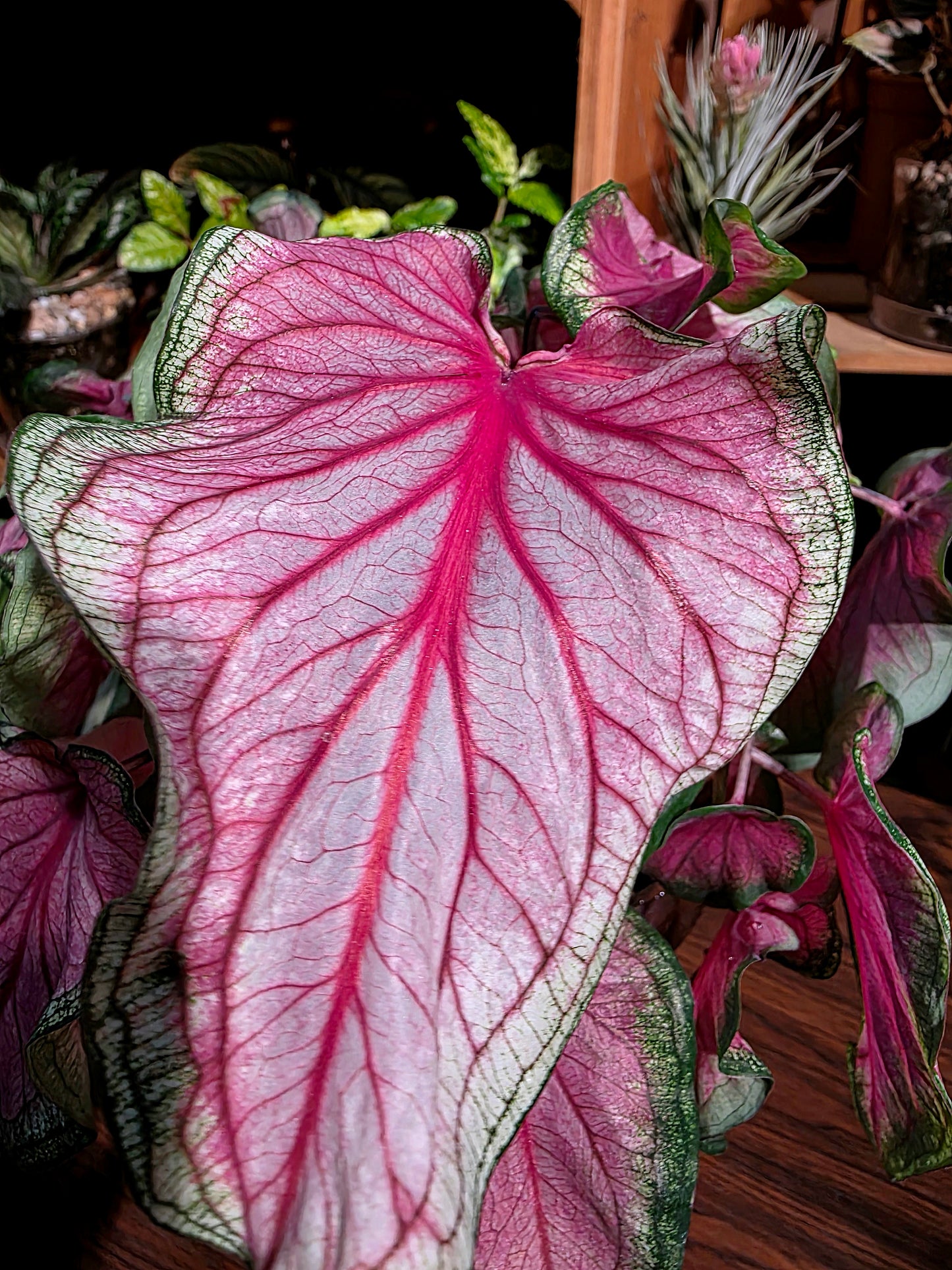 Caladium sweet heart 甜心彩葉芋