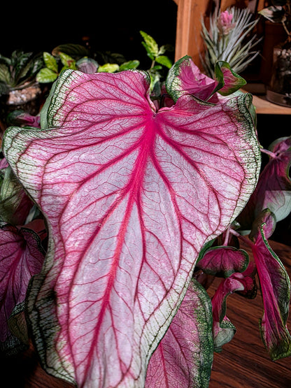 Caladium sweet heart 甜心彩葉芋