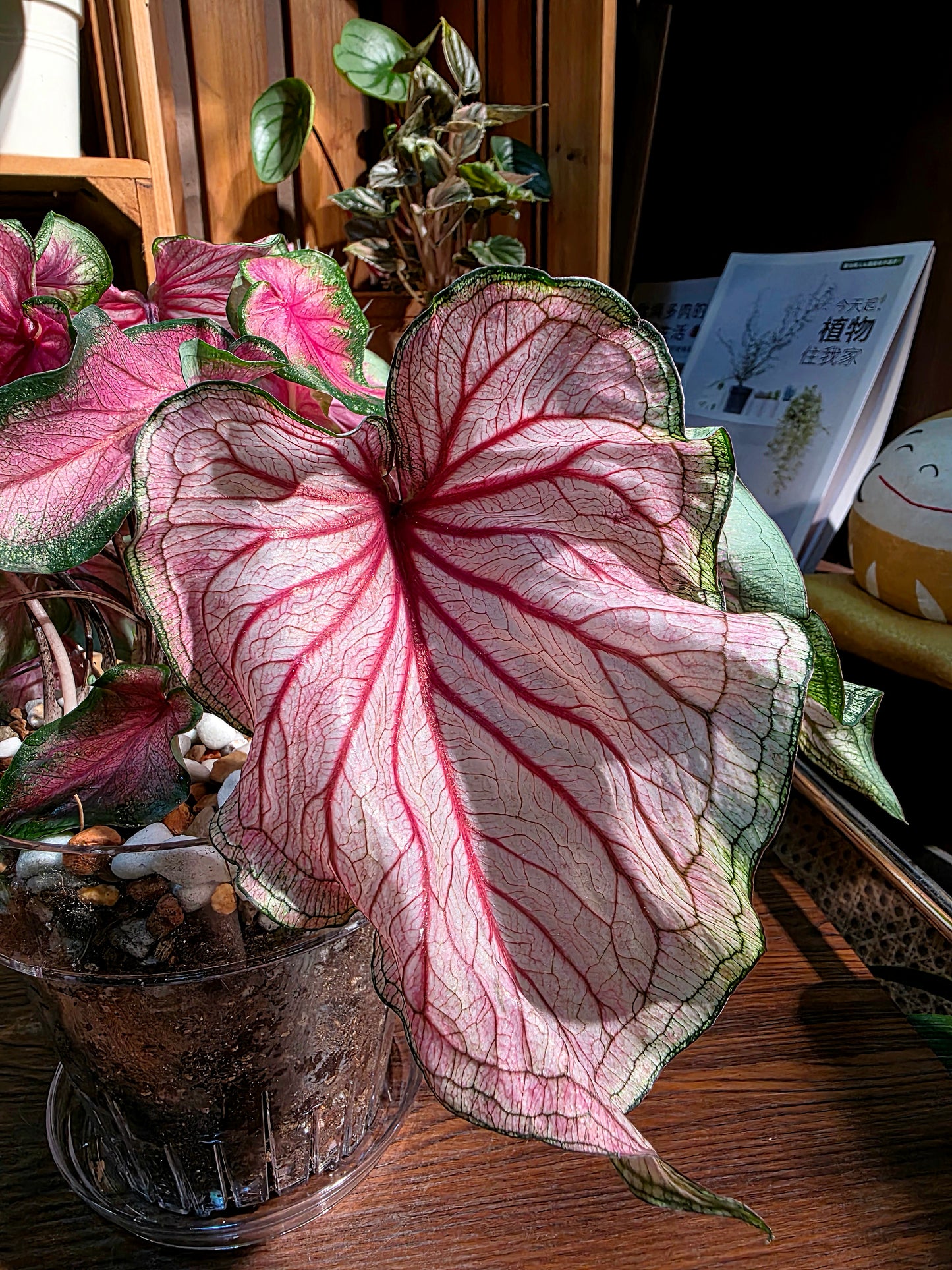 Caladium sweet heart 甜心彩葉芋