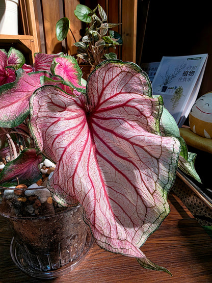 Caladium sweet heart 甜心彩葉芋