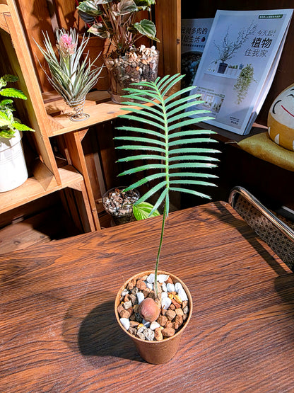 Dioon edule 魚骨雙子鐵