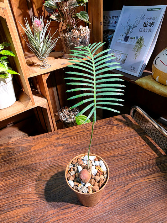 Dioon edule 魚骨雙子鐵