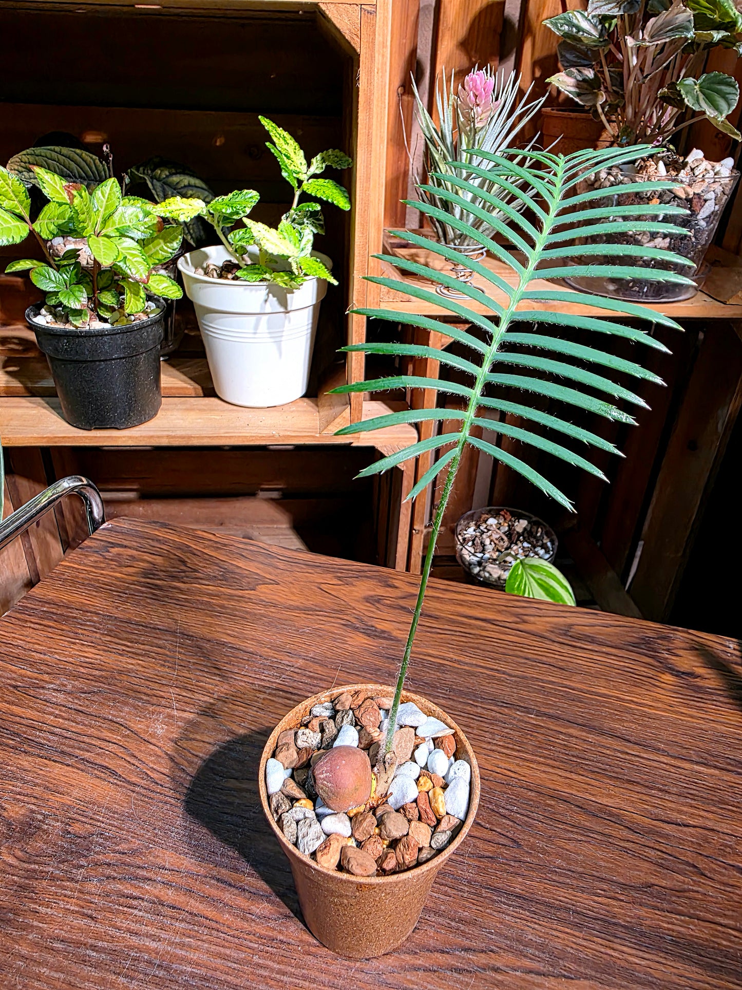 Dioon edule 魚骨雙子鐵