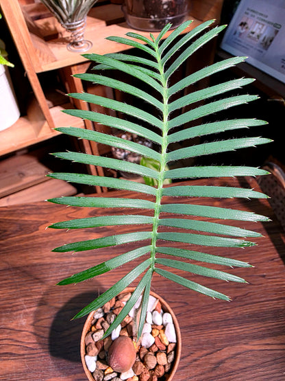 Dioon edule 魚骨雙子鐵