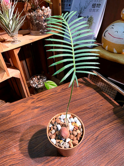 Dioon edule 魚骨雙子鐵