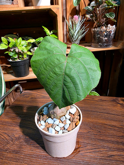 Ampelocissus martini 塊根樹葡萄