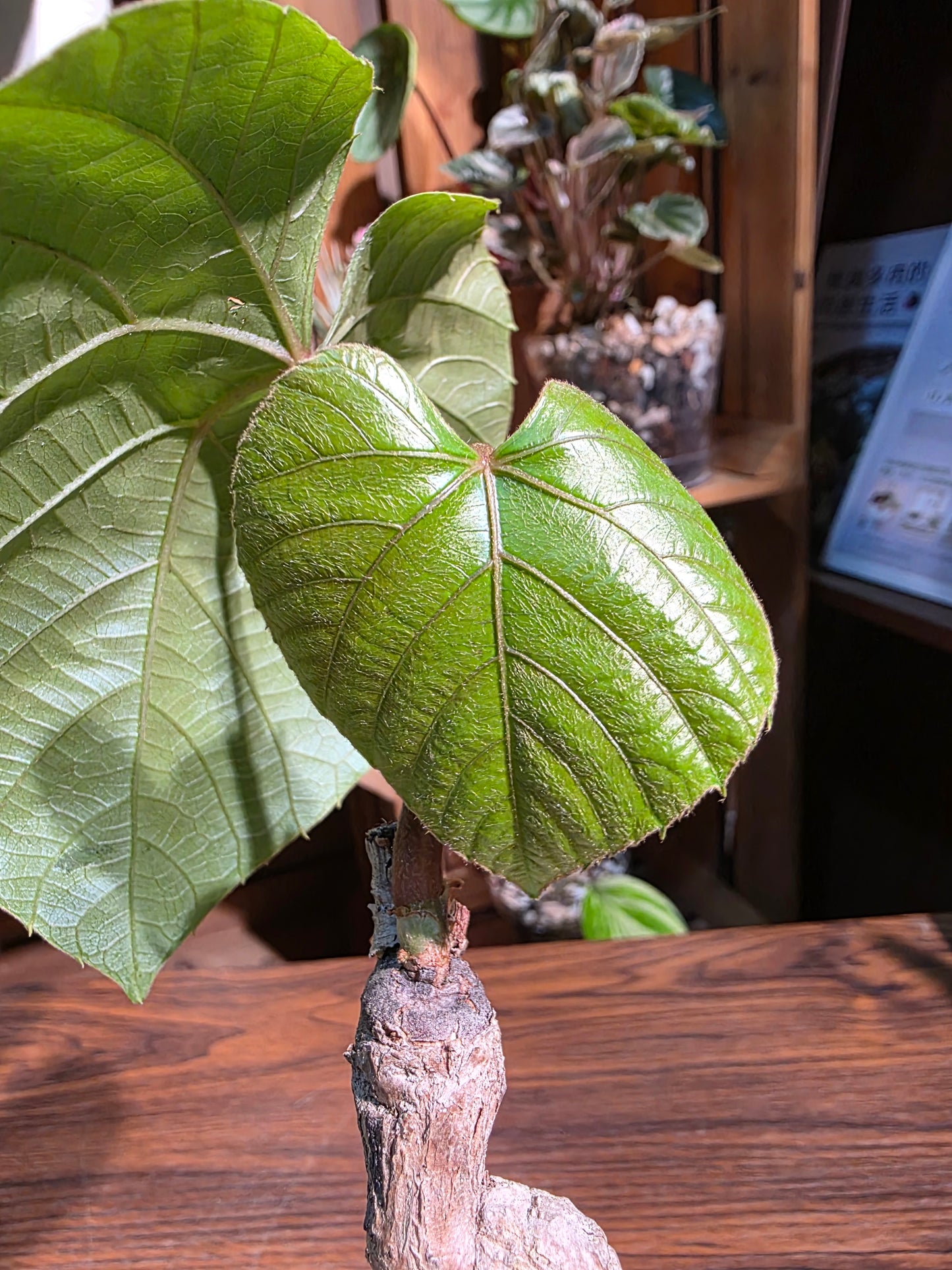 Ampelocissus martini 塊根樹葡萄