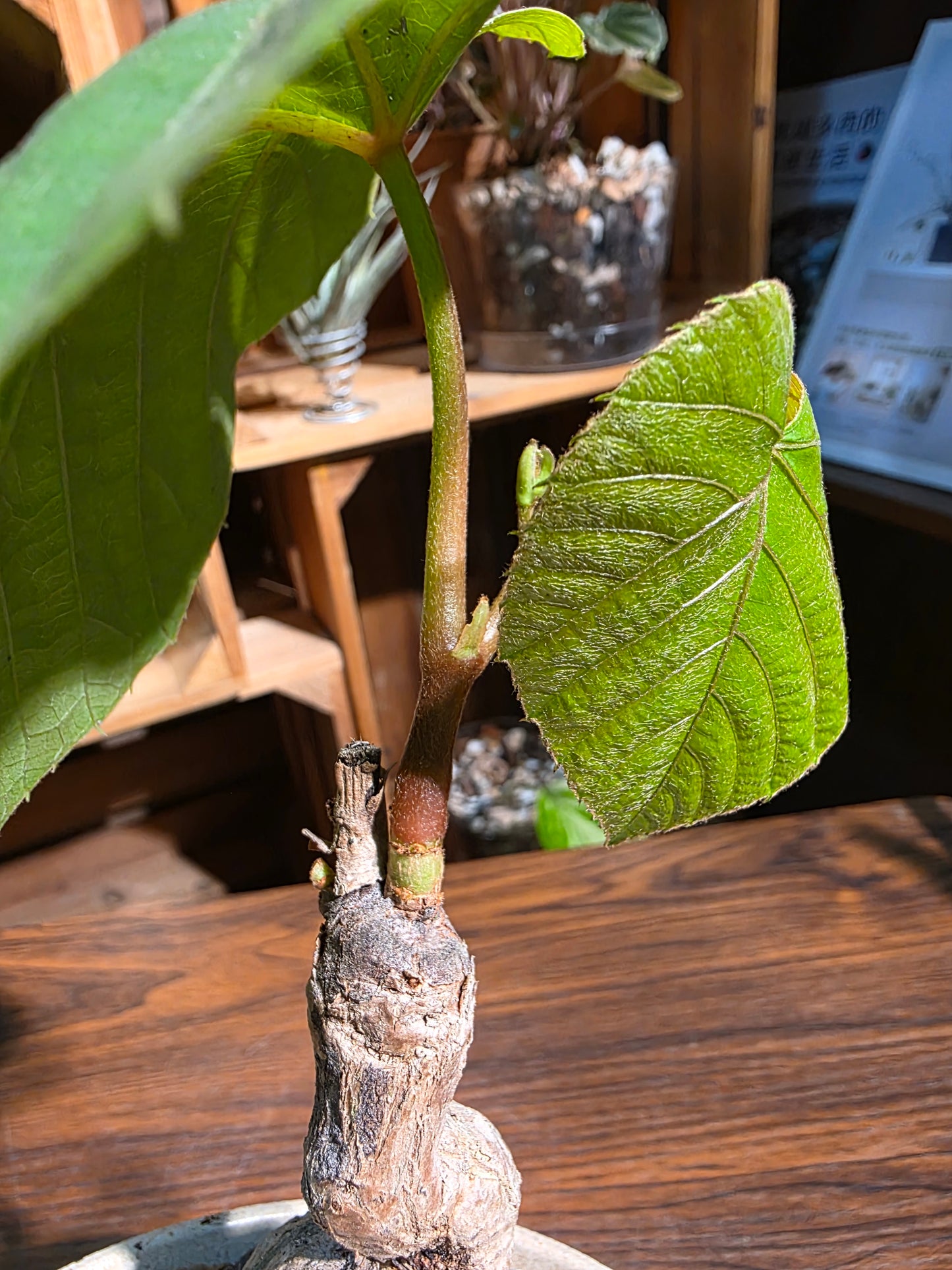 Ampelocissus martini 塊根樹葡萄