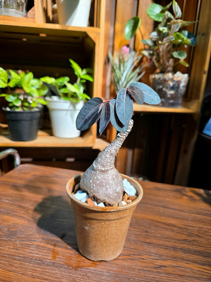Phyllanthus mirabilis 奇異油柑