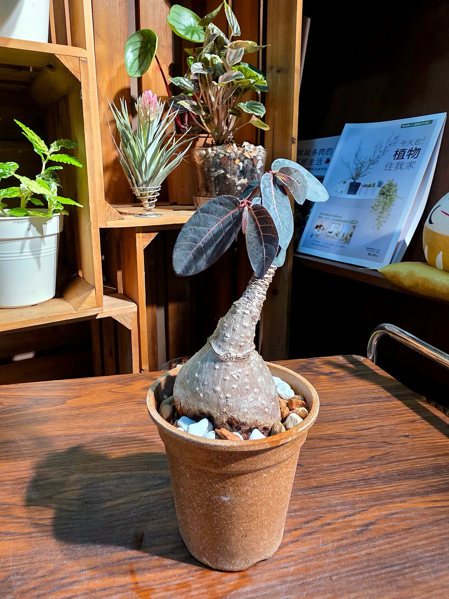 Phyllanthus mirabilis 奇異油柑