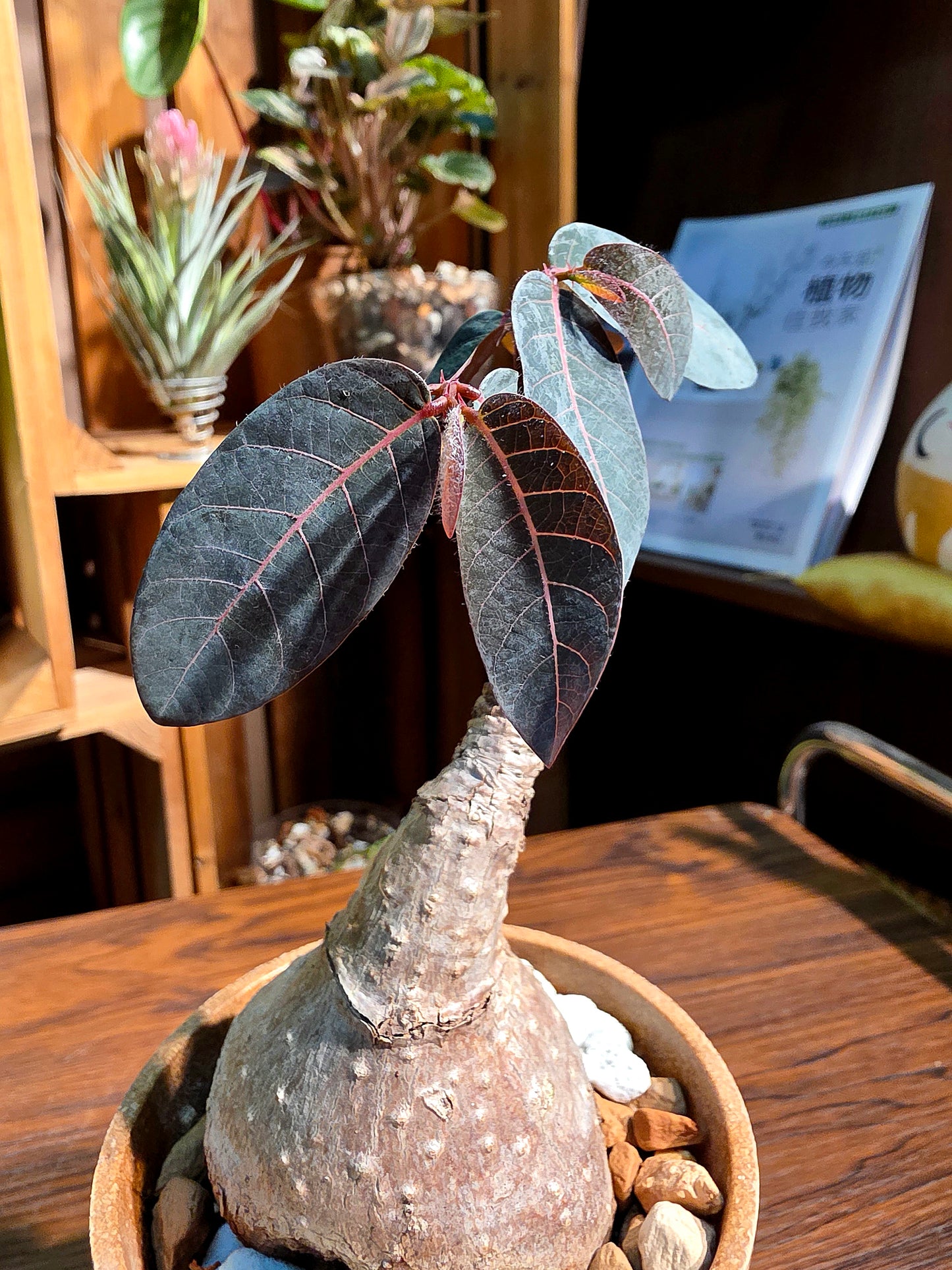Phyllanthus mirabilis 奇異油柑